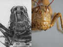 fig10female