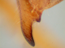ovipositor